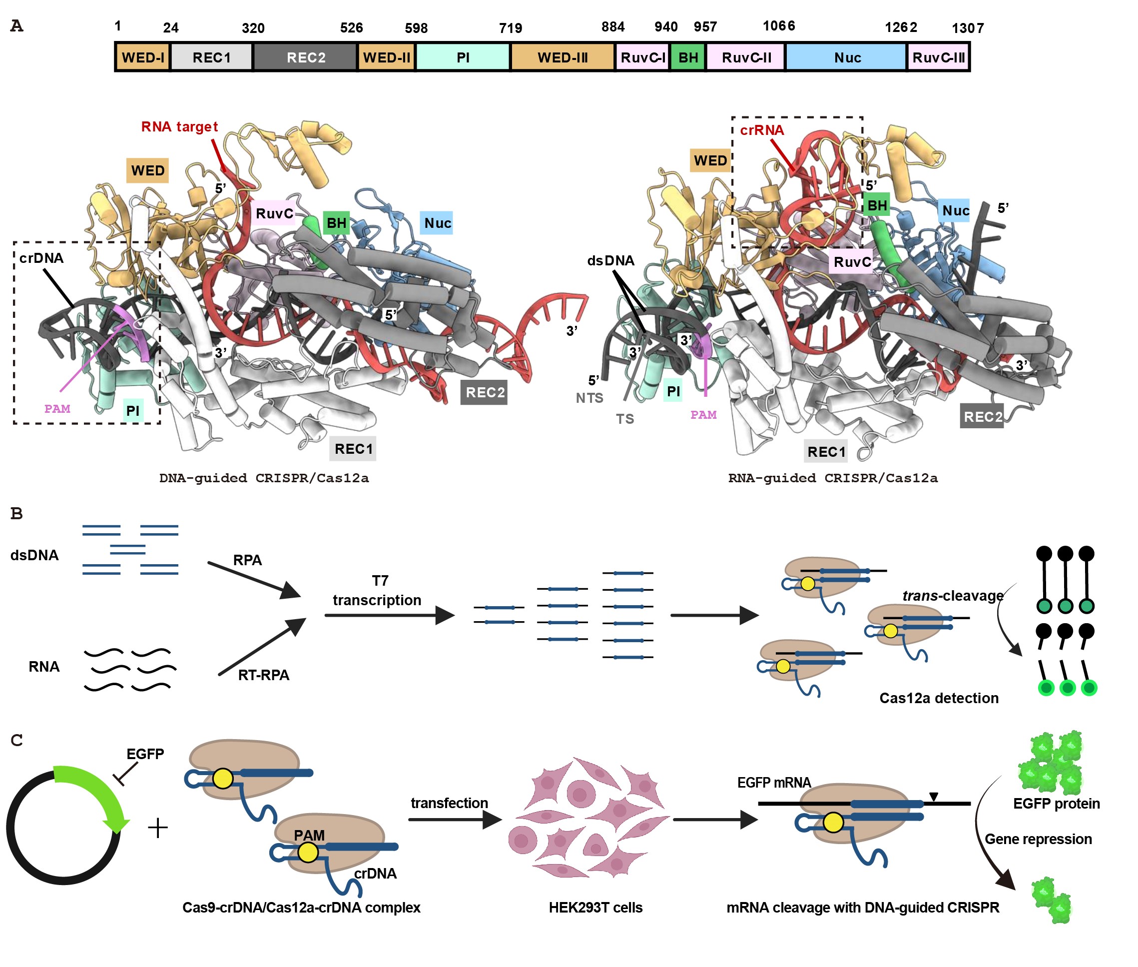 crispr