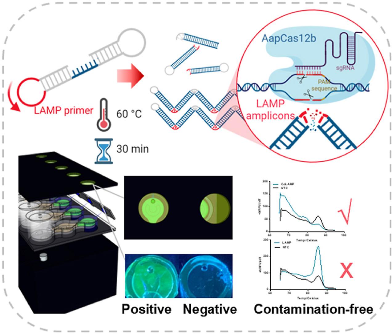 CoLAMP publication graphic