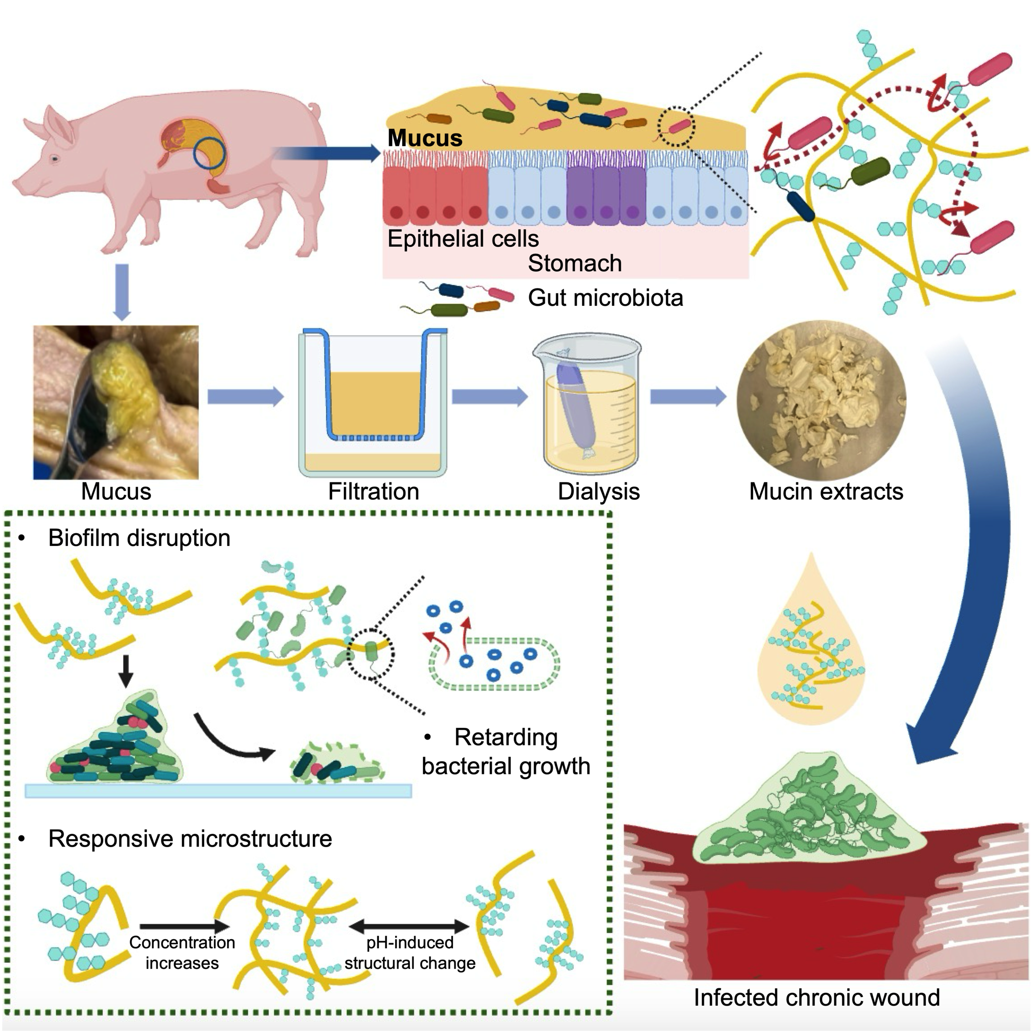 Mucin biomaterials publication graphic